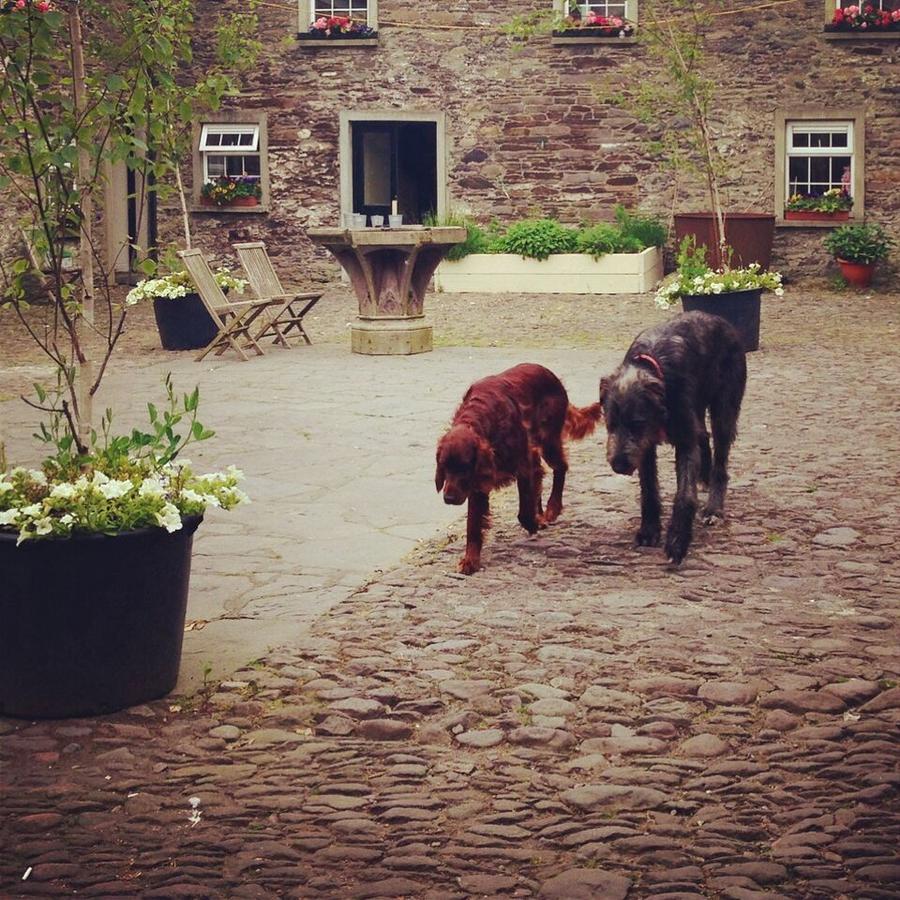 Ballintaggart House Dingle Exterior foto